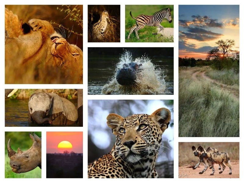 Wildlife photography collage featuring lion cub, leopard, zebra, elephant, hippo, rhino, wild dogs, and African sunset landscape