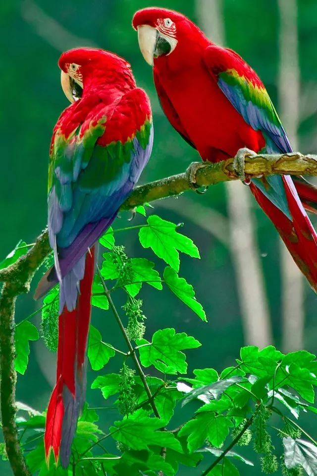 Parrot Wildlife Photography