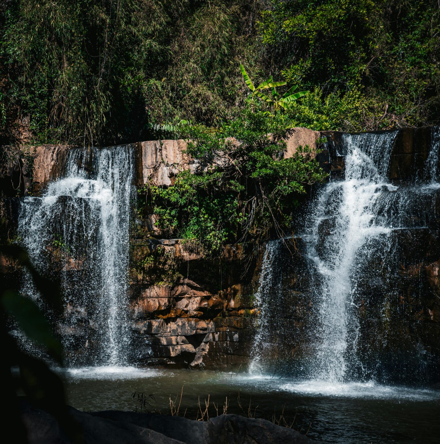 Forest wildlife photographer capturing animals in a natural jungle forest environment