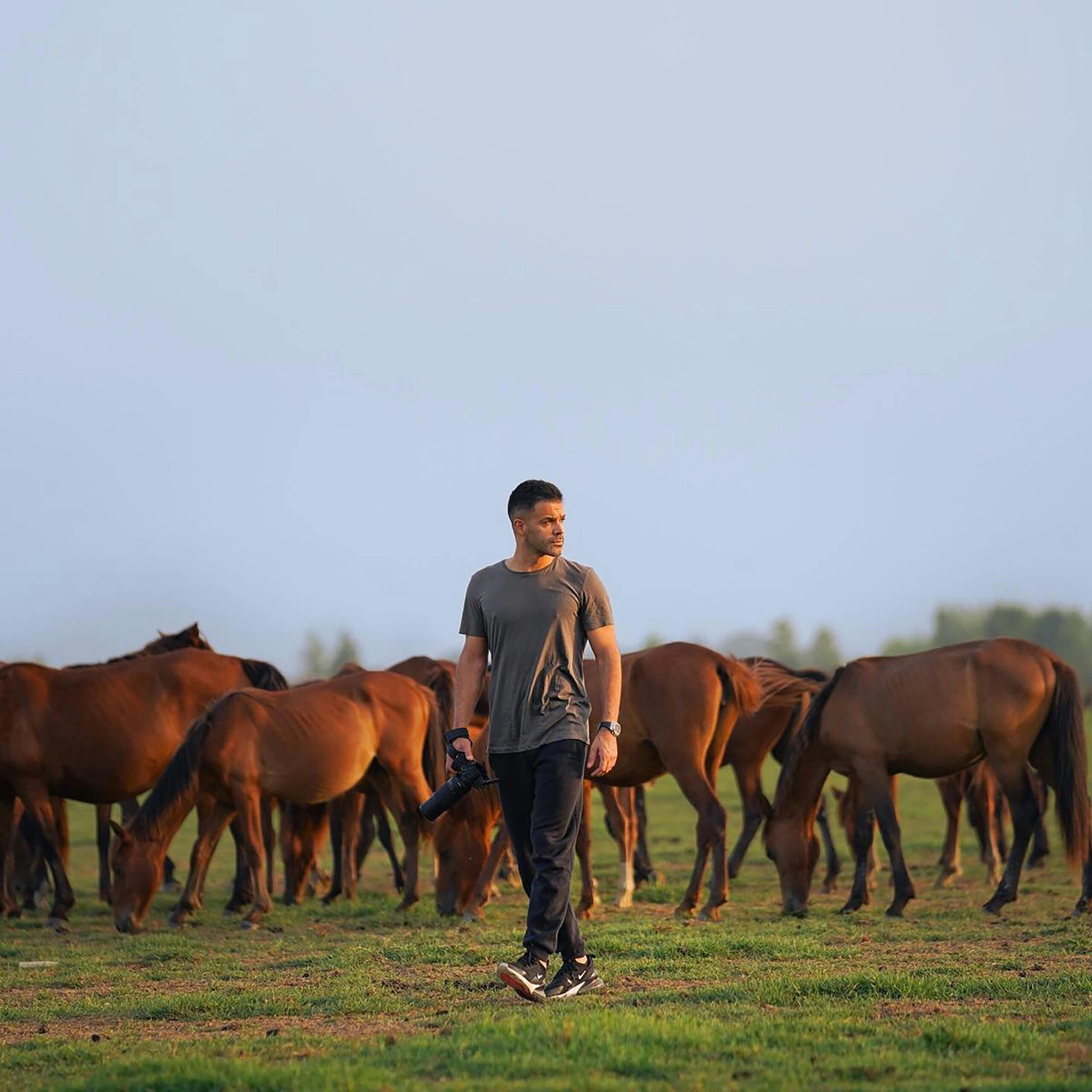 Caucasian man with camera walking through a herd of horses in a sunny pasture.