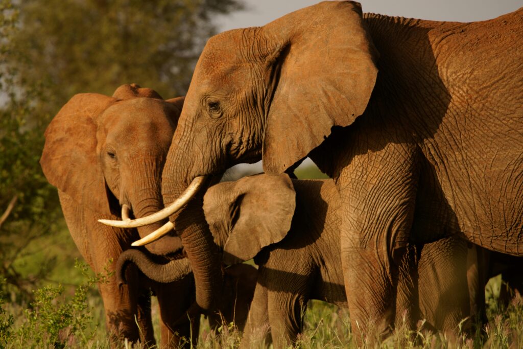 A family of African elephants captured in Lumo, showcasing natural wildlife behavior.