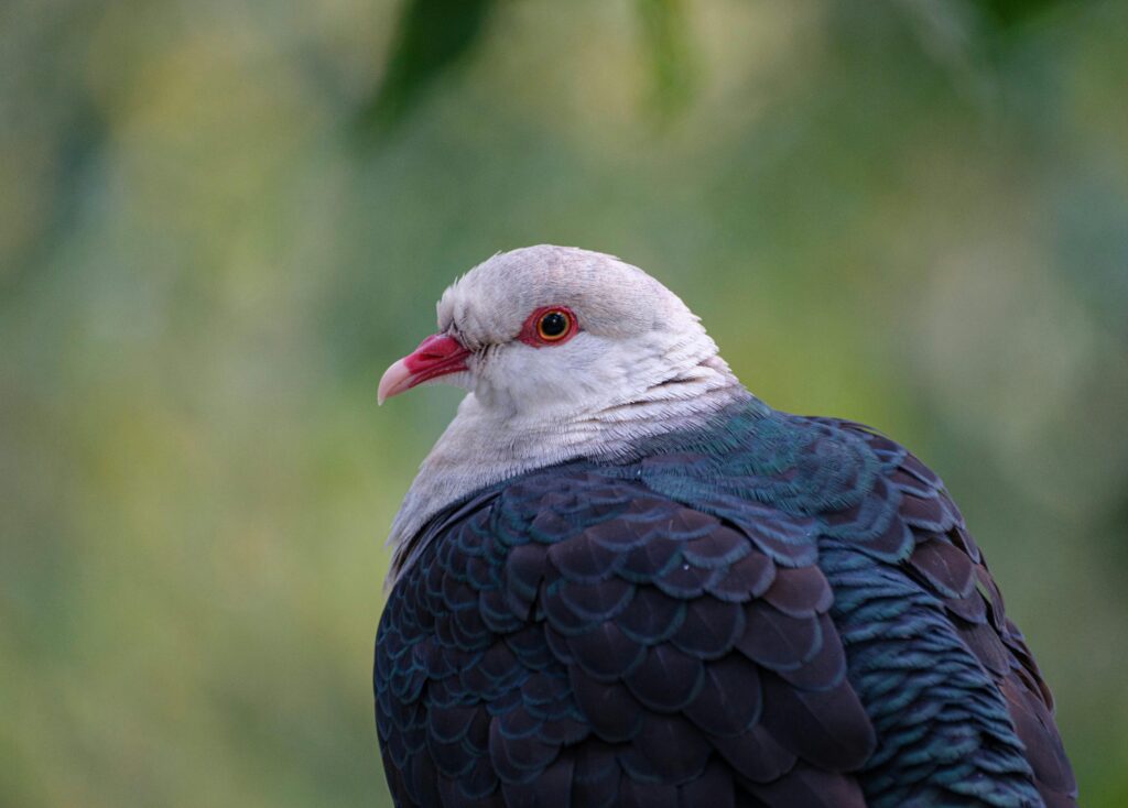 Detailed close-up of a White-Headed Pigeon with lush green background