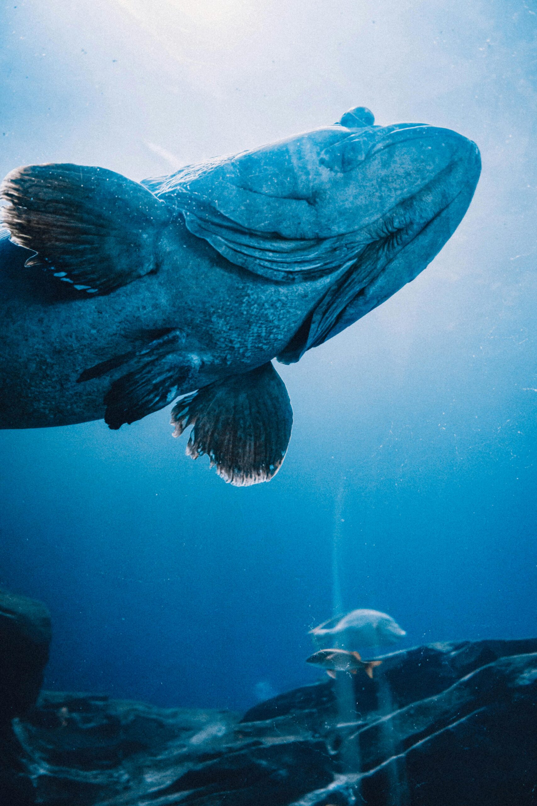 underwater wildlife photography marine animals fish coral reef ocean