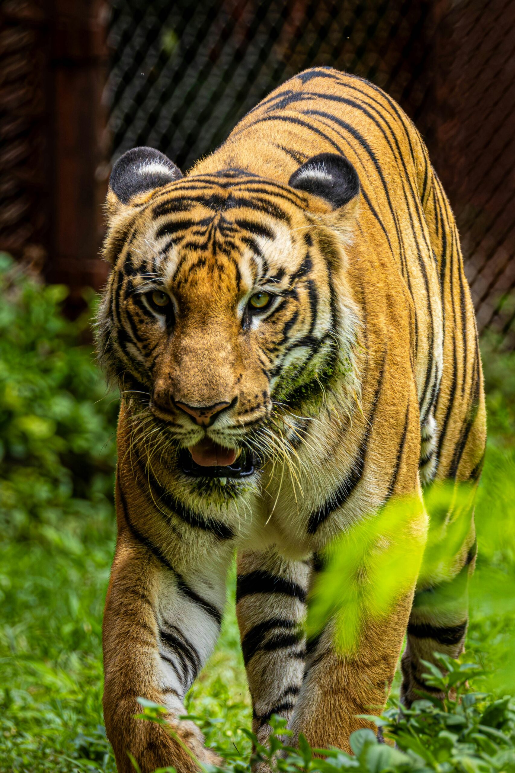 tiger wildlife photography tiger walking in forest natural habitat