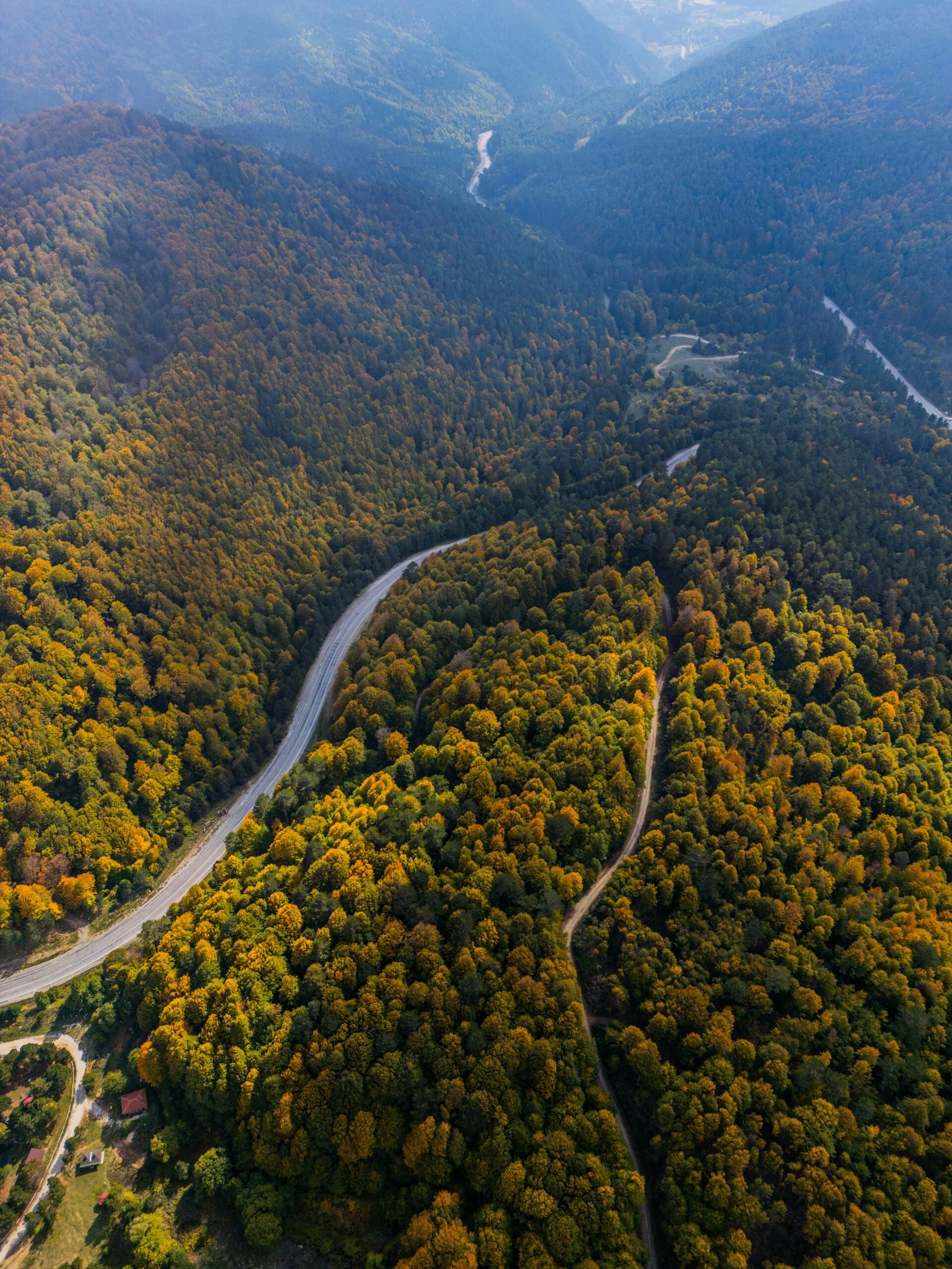 Professional wildlife photographer capturing animals in the heart of the jungle forest ✅ Image Title